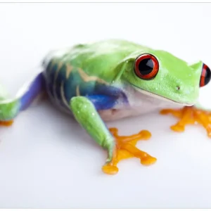 Abverkauf Wandbild aus Acryl Lustiger Frosch in grün und orange 50cm x 125cm