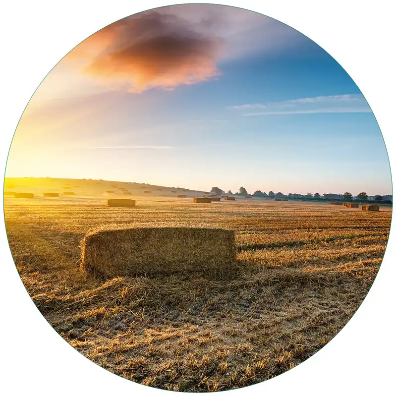 Bestseller Glasbild Stroh auf dem Feld bei untergehender Sonne 55 x 55 cm