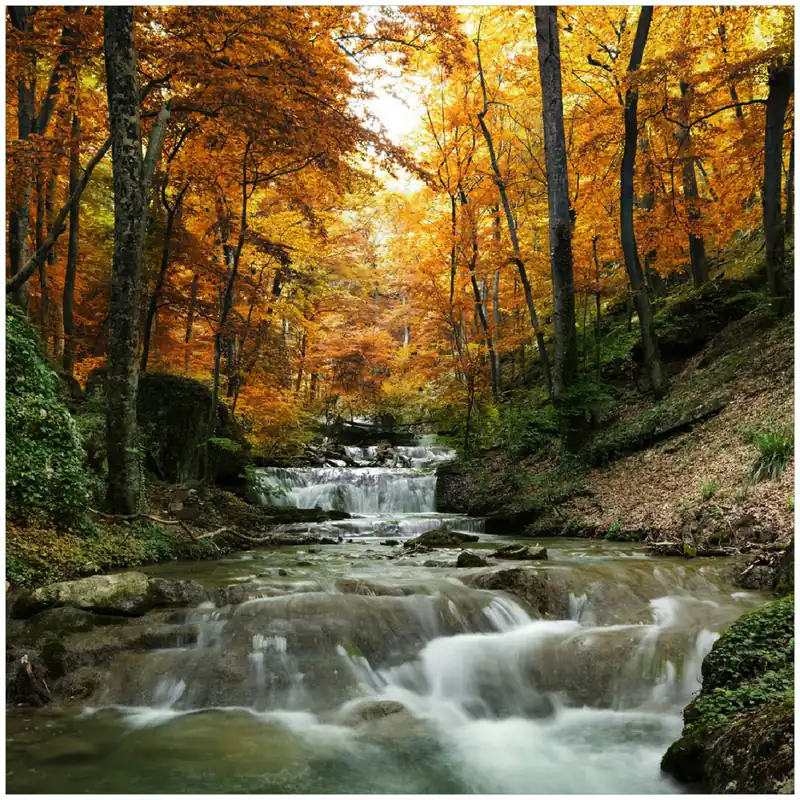 Glasbild Kleiner Bach über Steine im Herbstwald 50 x 125 cm Expressversand