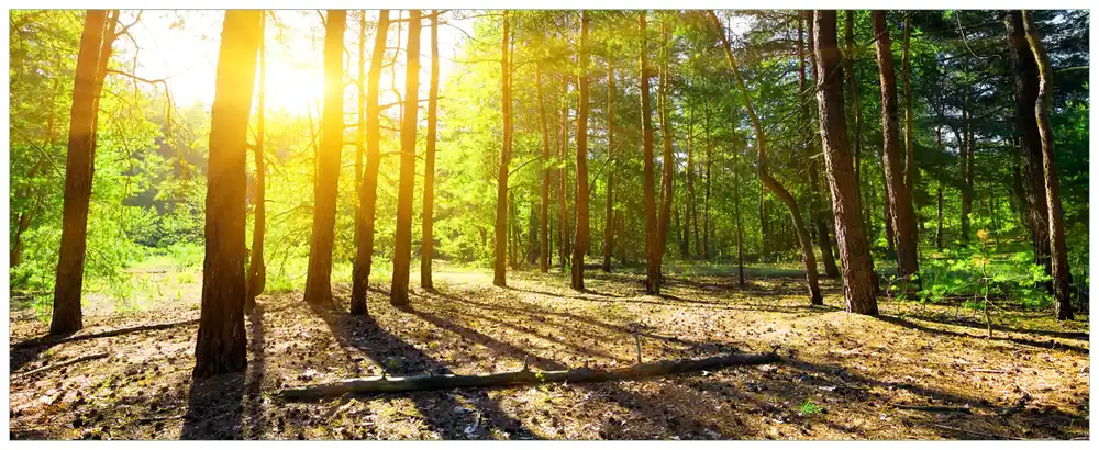 Glasbild Sonnenstrahlen tief hinter dem Wald 32 x 80 cm Preisreduziert