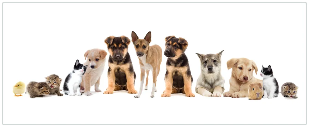 Gratis Versand Glasbild Süße Haustiere - Katzen Hunde Hamster Küken II 32 x 80 cm