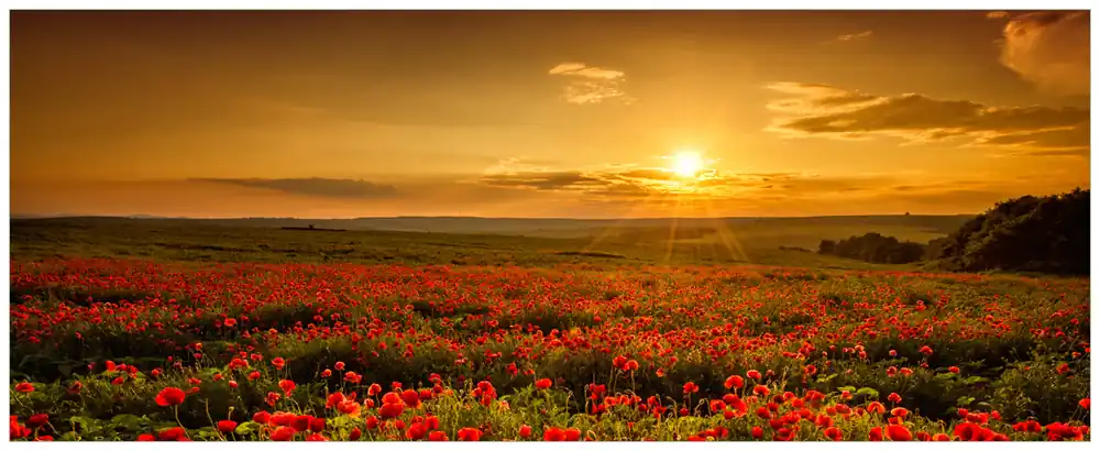 Top-Seller Glasbild Mohnblumenwiese bei Sonnenuntergang am Abend 70 x 100 cm