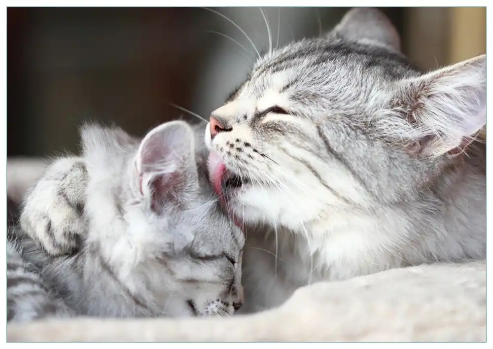 Online Kaufen Glasbild Süße kleine getigerte Katzenbabys 60 x 90 cm