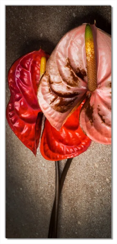Bestpreis Selbstklebende Türtapete Blüten einer Flamingoblume - Anthurie - auf schwarzem Marmor selbstklebende Folie, 93 x 205 cm