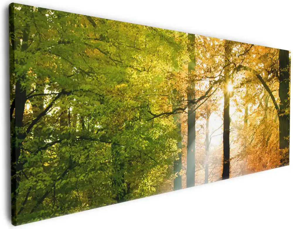 Letzte Chance Leinwandbild Sonnenuntergang im Herbstwald 50 x 50 cm