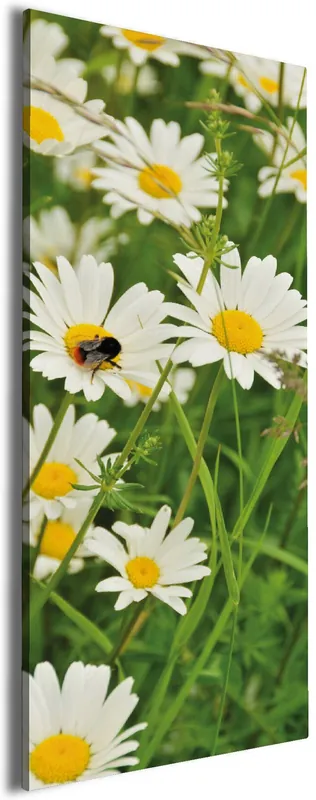Highlight Leinwandbild Margeritenwiese 30 x 75 cm