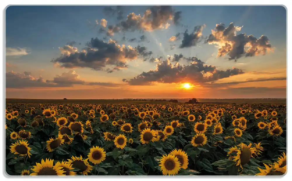 Frühstücksbrettchen Sonnenblumenwiese vor Wolken mit Sonnenuntergang 2 Stück Preisreduziert