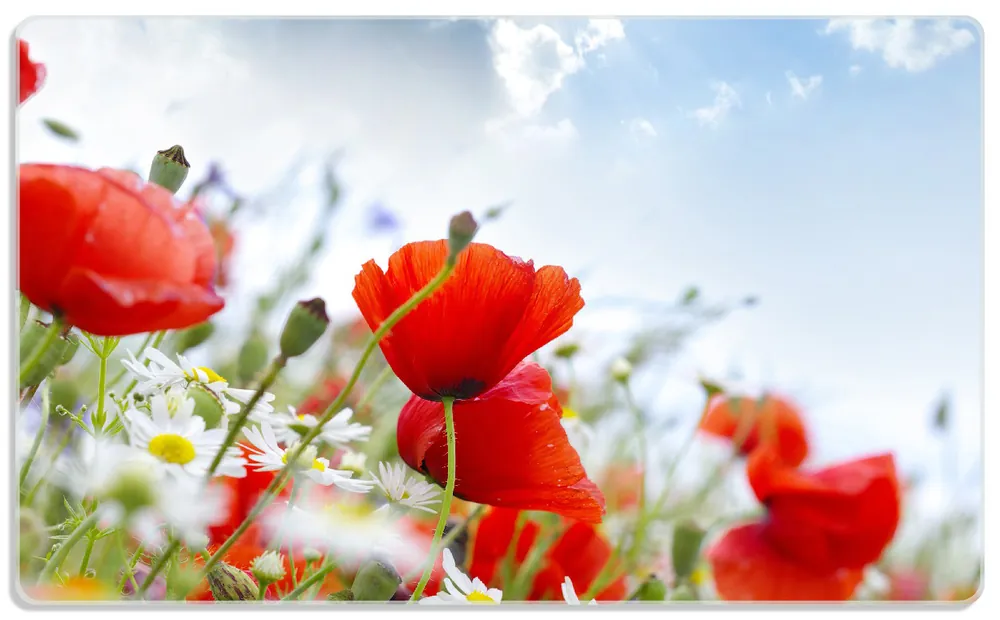 Knallerangebot Frühstücksbrettchen Mohnblumen unter blauem Himmel 1 Stück