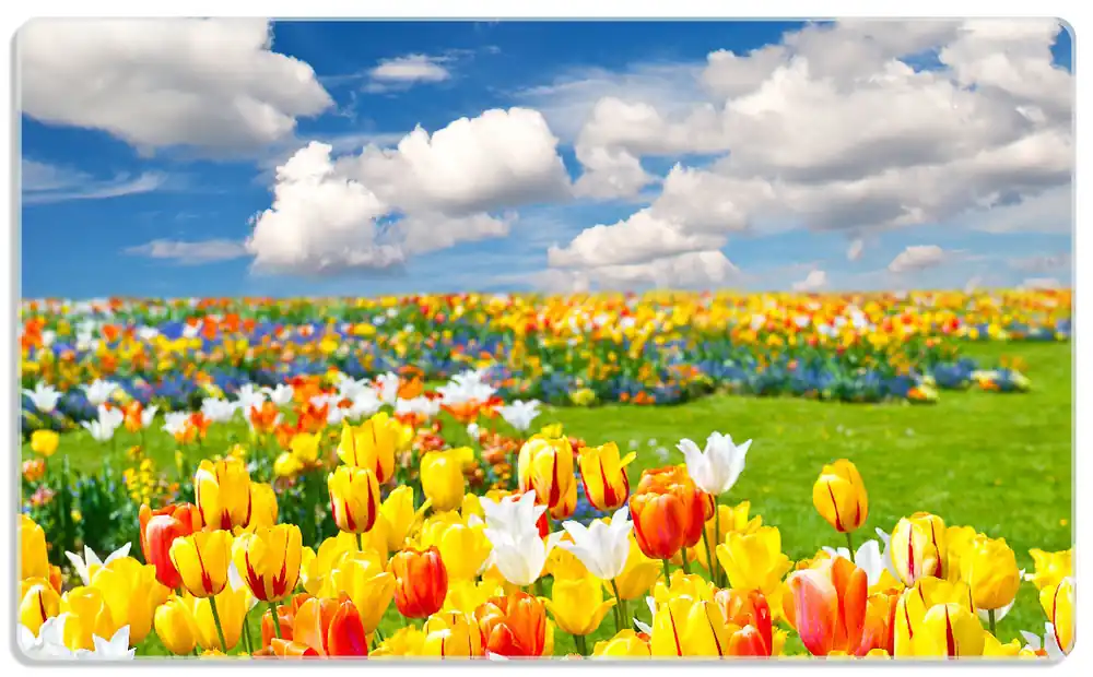 Frühstücksbrettchen Tulpenwiese unter blauem Himmel 6 Sück Versand Am Gleichen Tag
