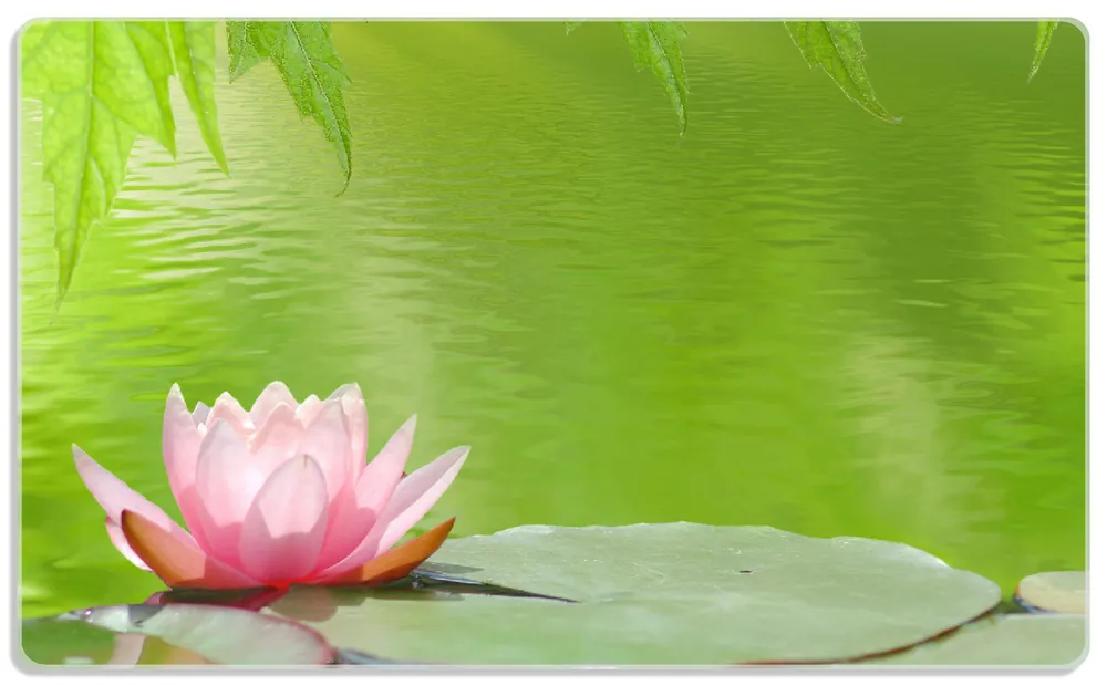 Wochenendangebot Frühstücksbrettchen Seerose auf dem Wasser 6 Sück