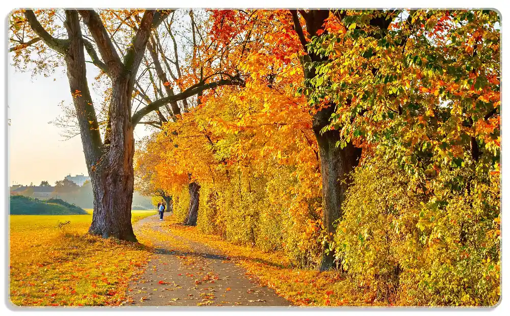 Frühstücksbrettchen Herbstlicher Waldweg mit buntem Laub 6 Sück Top-Seller