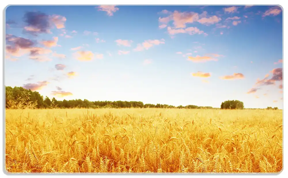 Echt Frühstücksbrettchen Weizenfeld unter blauem Himmel 6 Sück