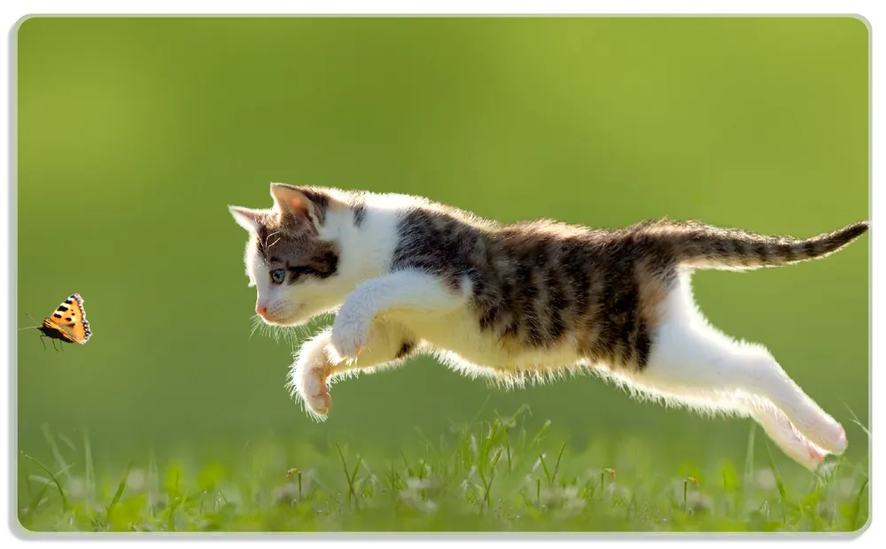 Frühstücksbrettchen Süße Katze fängt Schmetterling im Grünen 2 Stück Geprüft
