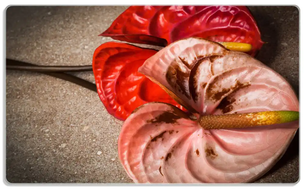 Frühstücksbrettchen Blüten einer Flamingoblume - Anthurie - auf schwarzem Marmor 2 Stück Wochenendangebot