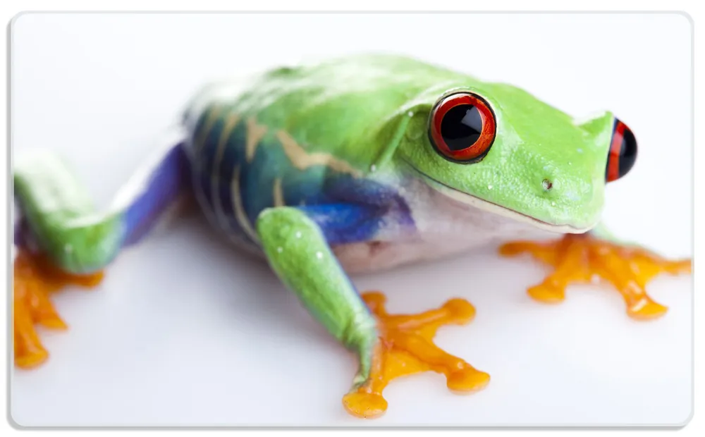 Frühstücksbrettchen Lustiger Frosch in grün und orange 2 Stück Preisreduziert