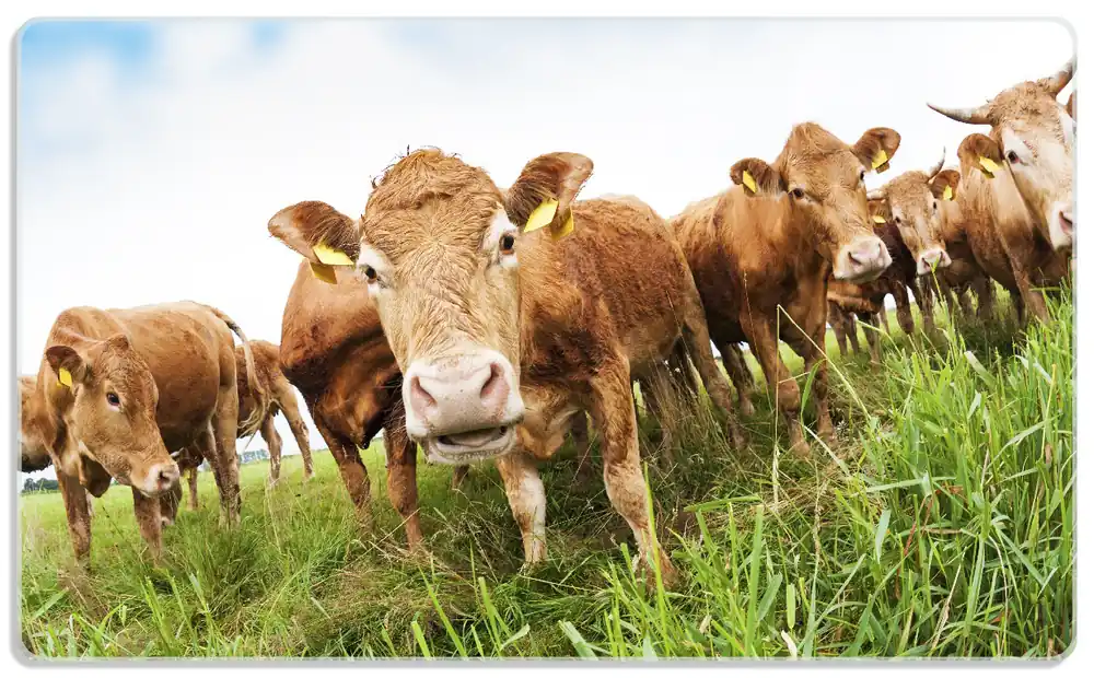 Neu Frühstücksbrettchen Kühe im Sommer auf der Weide 1 Stück