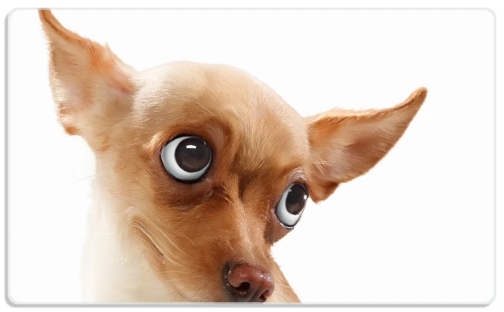 Kostenloser Rückversand Frühstücksbrettchen Lustiger Hund mit fliegenden Ohren 1 Stück