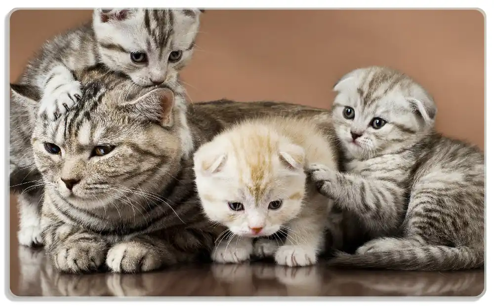 Heißes Angebot Frühstücksbrettchen Katzenfamilie 2 Stück