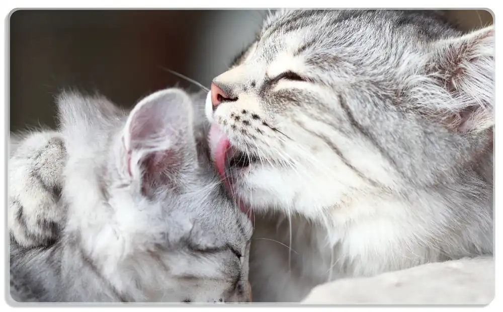Frühstücksbrettchen Süße kleine getigerte Katzenbabys 6 Sück Meistverkauft
