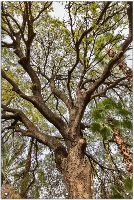 Neue Ware Gartenposter Weit verzweigter Baum mit Palmen - Ansicht aus der Froschperspektive ca. 60 x 90 cm