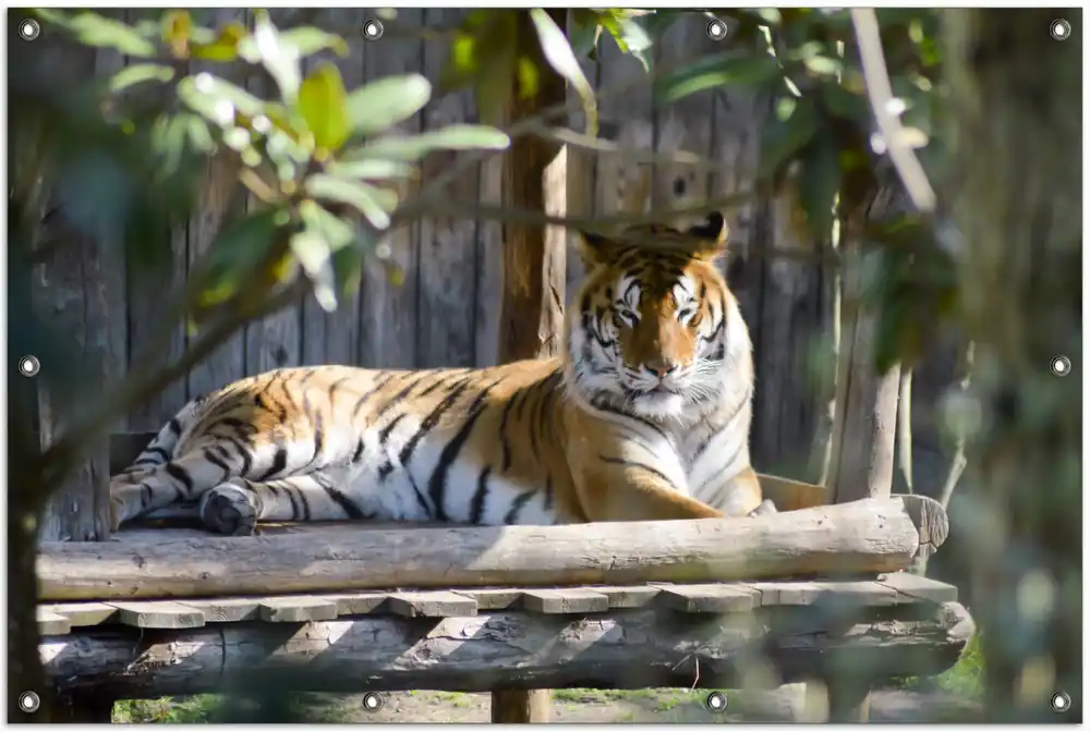 Geprüft Gartenposter Tiger im Sonnenschein 340 x 173 cm