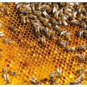 Ausverkauf Küchenrückwand Honigwaben mit Bienen aus Glas, 90 x 60 cm