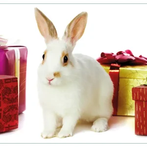 Angebot Küchenrückwand Süßes Kaninchen mit bunten Geschenken aus Glas, 90 x 60 cm
