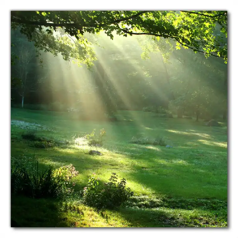 Selbstklebende Möbelfolie Sonnenstrahlen im Wald 60 x 60 cm Solange Der Vorrat Reicht