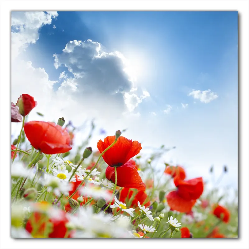 Selbstklebende Möbelfolie Mohnblumen unter blauem Himmel 50 x 50 cm Neu