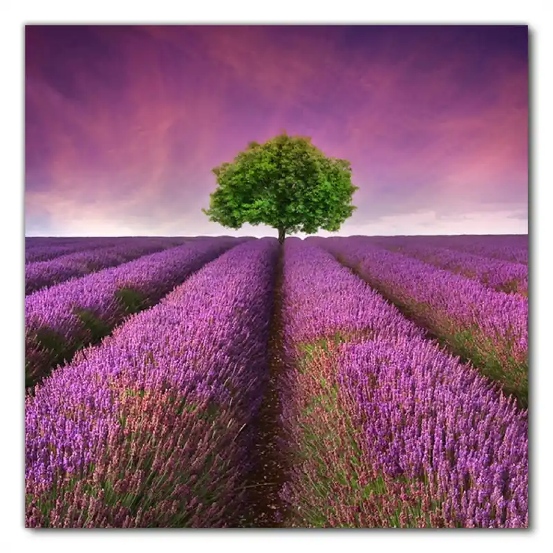Selbstklebende Möbelfolie Lila Blumenfeld 80 x 80 cm Super-Preis