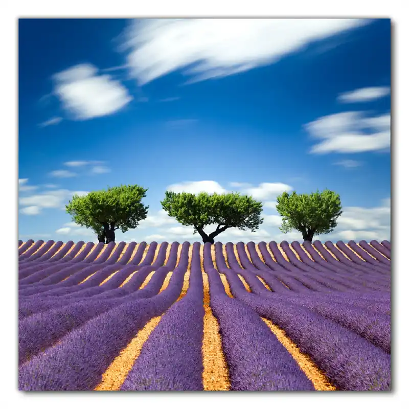 Beliebt Selbstklebende Möbelfolie Abstraktes lila Blumenfeld mit Lavendel 60 x 60 cm