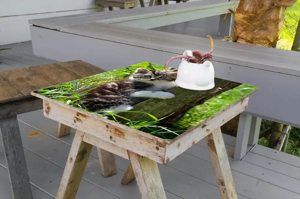 Rabatt Selbstklebende Möbelfolie Süßes Kätzchen an einem Baum 50 x 50 cm
