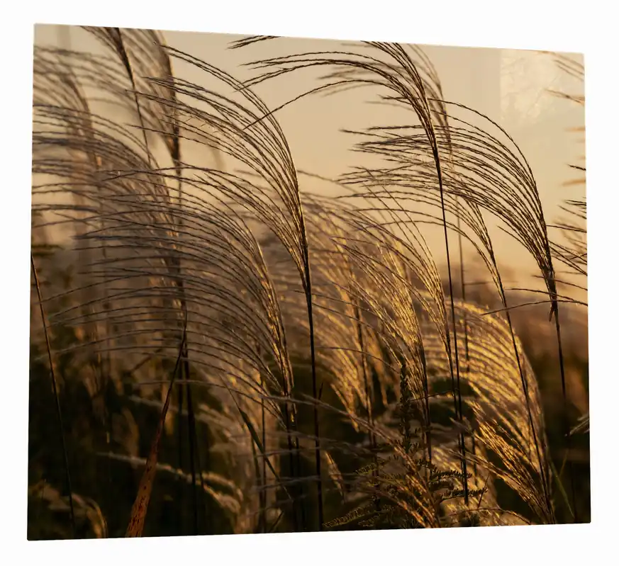 Herdabdeckplatte Schilf im Wind Breite 80 cm x Höhe 52 cm. 1-teilig, 5 mm hohe Noppen Top-Preis