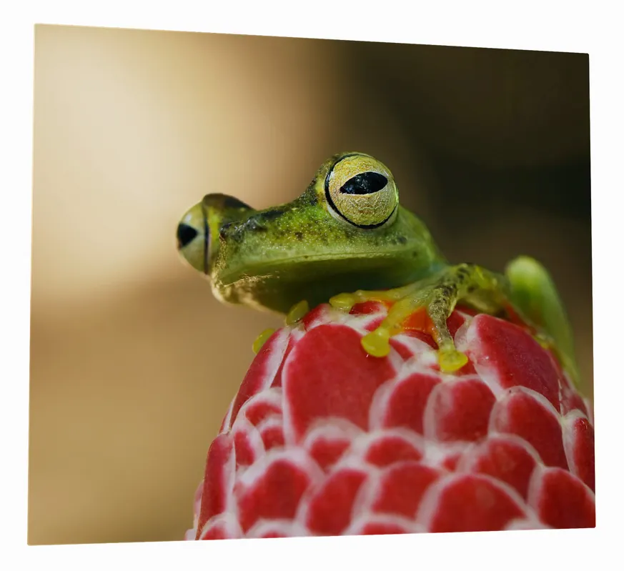 Schneller Versand Herdabdeckplatte Frosch sitzt auf einer Knospe Breite 70 cm x Höhe 52 cm. 2-teilig, 8 mm hohe Noppen