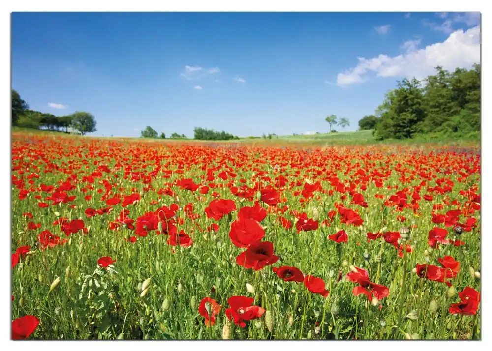 Wasserfestes Poster Mohnblumenfeld- rote Blumen unter blauem Himmel 61 x 91,5 cm, selbstklebende Folie mit Schutzlaminat Expressversand