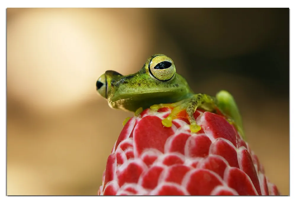 Wasserfestes Poster Frosch sitzt auf einer Knospe 61 x 91,5 cm, selbstklebende Folie mit Schutzlaminat Preiswert