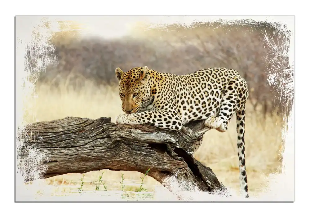 Holzbild Leopard auf Baumstamm in Afrika 50 x 50 cm Meistverkauft