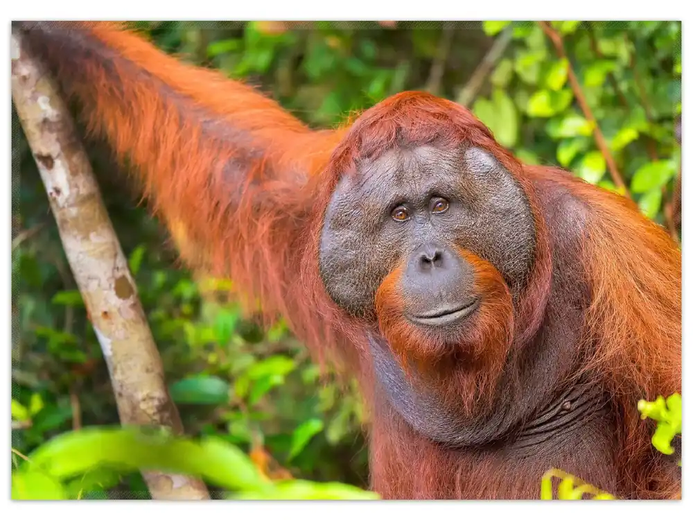 Kracherpreis Teppich Orang-Utan im Regenwald 90 x 140 cm