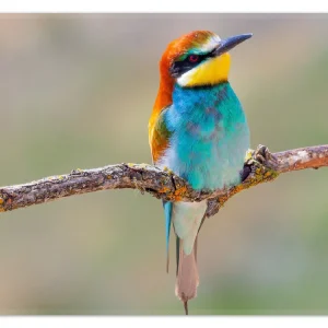 Billig Teppich Vogel auf Ast 50 x 70 cm