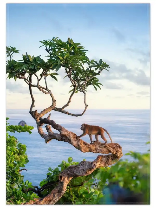Teppich Affe auf Baum 90 x 140 cm Highlight