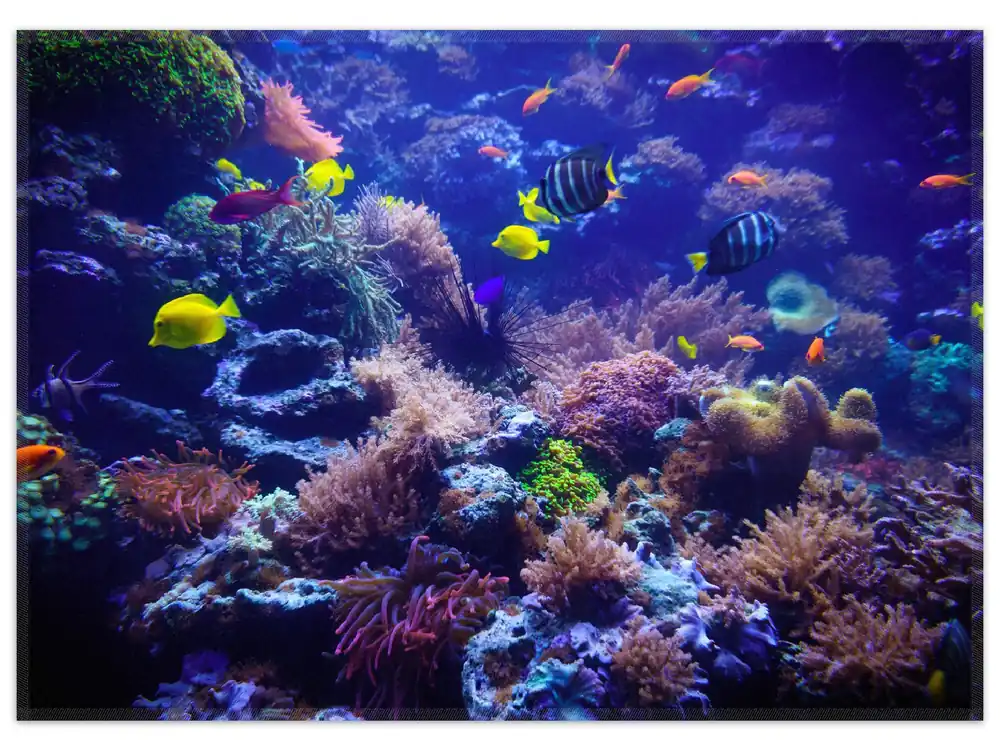 Neue Kollektion Teppich Farbenwelt unter Wasser 50 x 70 cm