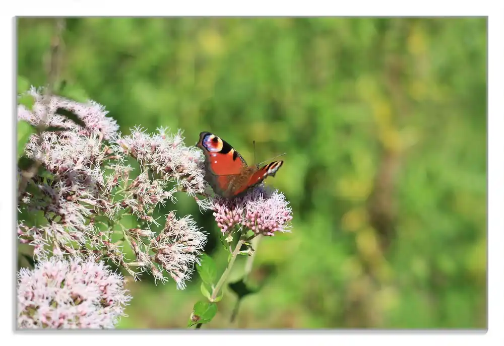 Wochenendangebot Frühstücksbrettchen Schmetterling auf Blüte 1 Stück