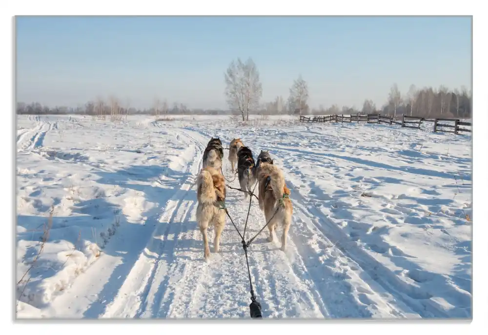Frühstücksbrettchen Hundeschlitten im Schnee 1 Stück Jetzt Kaufen