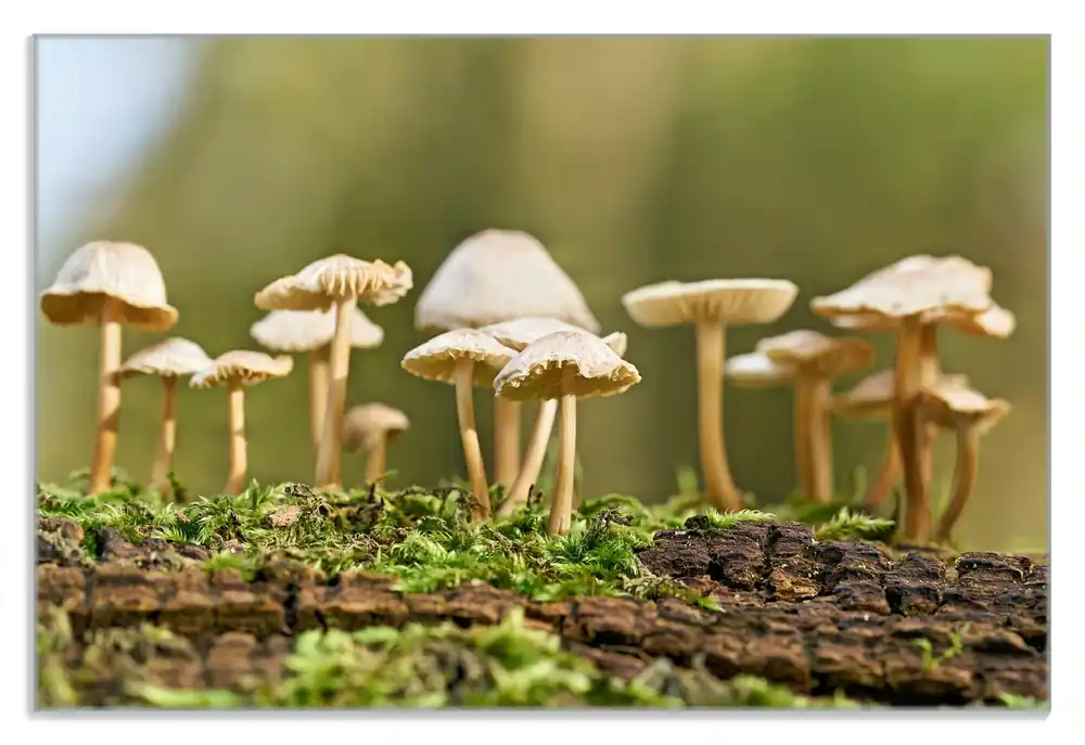 Letzte Chance Frühstücksbrettchen Pilze auf Baumstamm 6 Sück