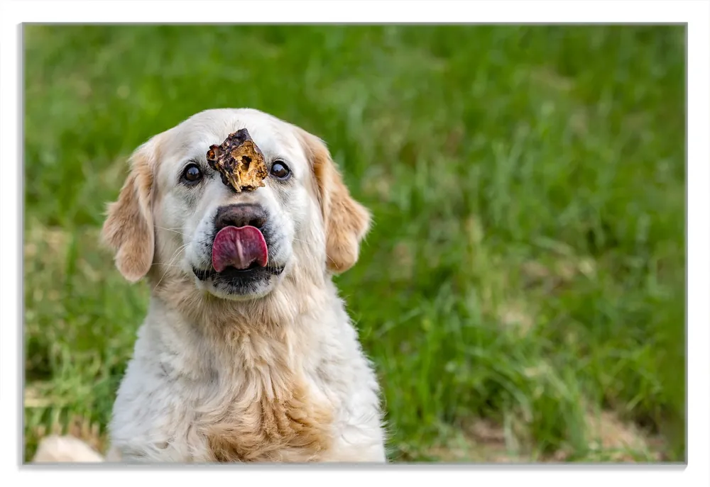 Nur Für Kurze Zeit Frühstücksbrettchen Hund trifft Leckerli 2 Stück