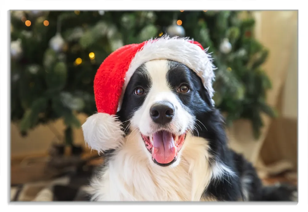 Frühstücksbrettchen Weihnachtsfreude auf vier Pfoten 2 Stück Meistverkauft