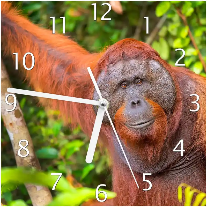 Aktuell Wanduhr aus Glas Orang-Utan im Regenwald mit weißen Zeigern, 30 x 60 cm