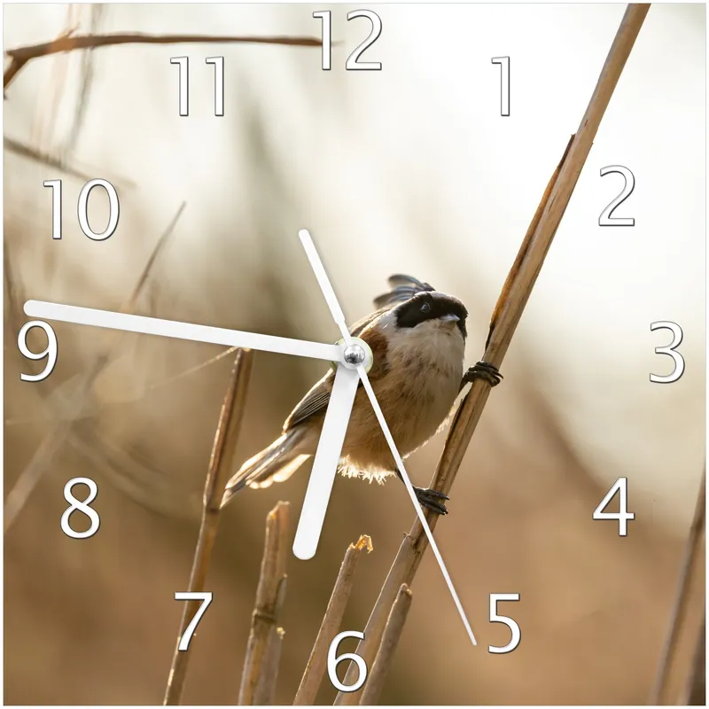 Wanduhr aus Glas Vogel im Schilf mit weißen Zeigern, 20 x 20 cm Finale Aktion