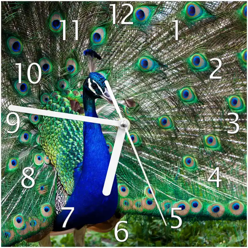 Abverkauf Wanduhr aus Glas Farbenprächtiger Pfau mit weißen Zeigern, 20 x 20 cm