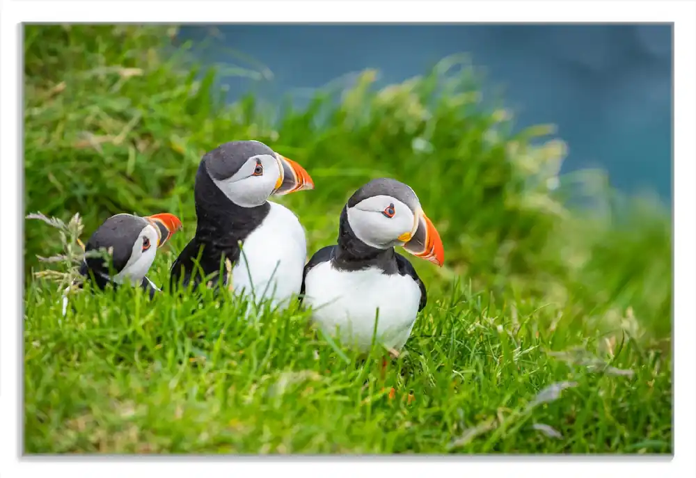 Neu Im Sortiment Frühstücksbrettchen Papageitaucher im Gras 6 Sück